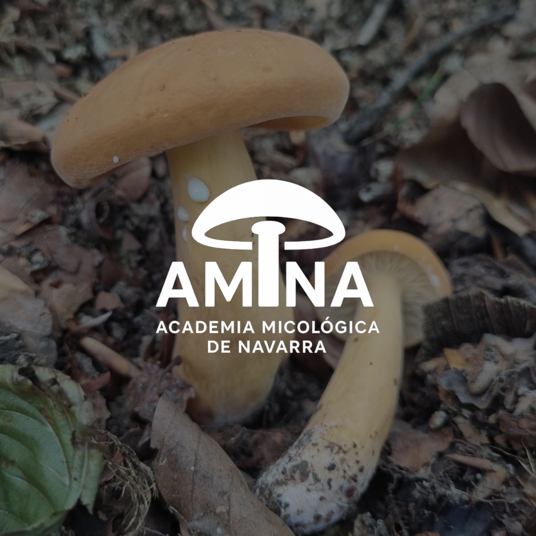 redes sociales academia micológica